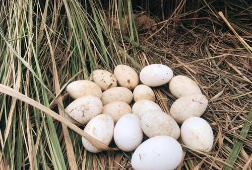 江門海關全力以“復”助力蛋制品出口增長22.9%